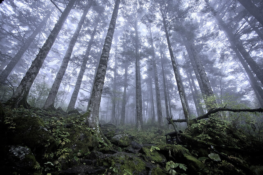 Shennongjia forest