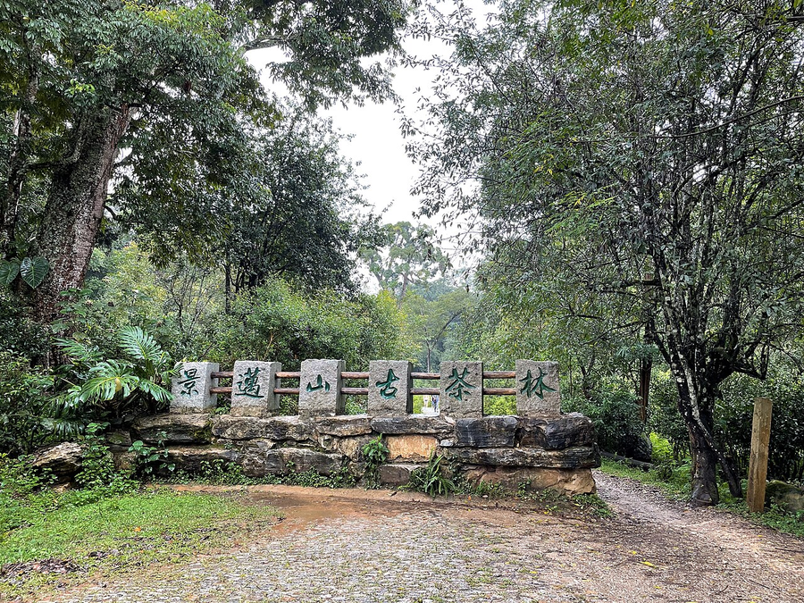 Old tea forest on Jingmai Mountain