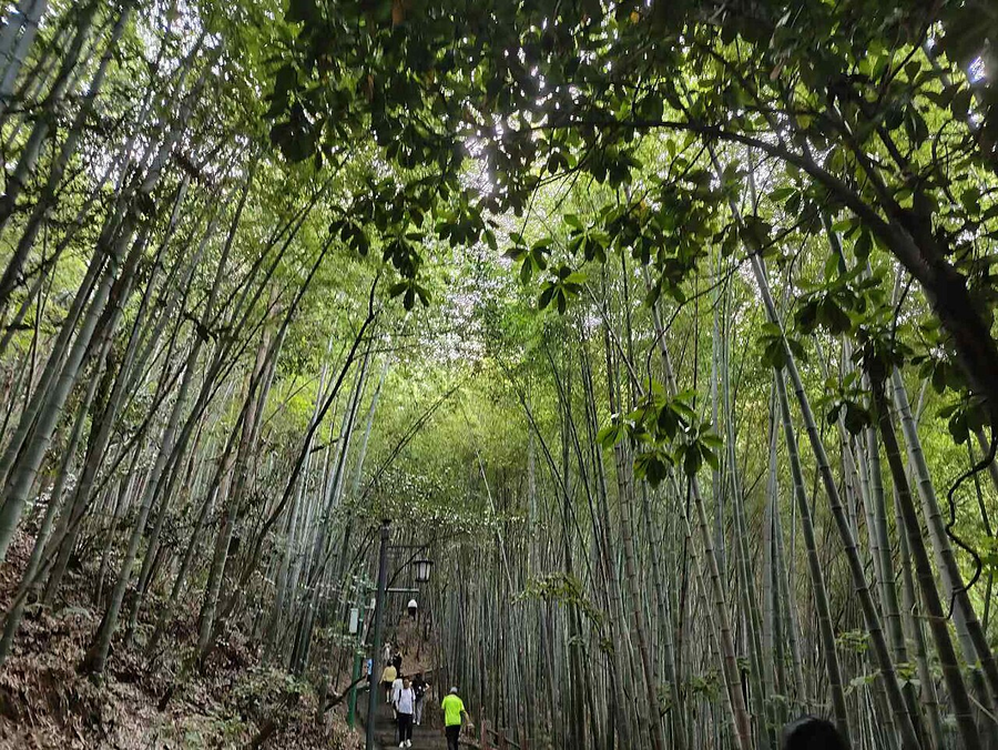 Bamboo-lined path on Jingting Mountain