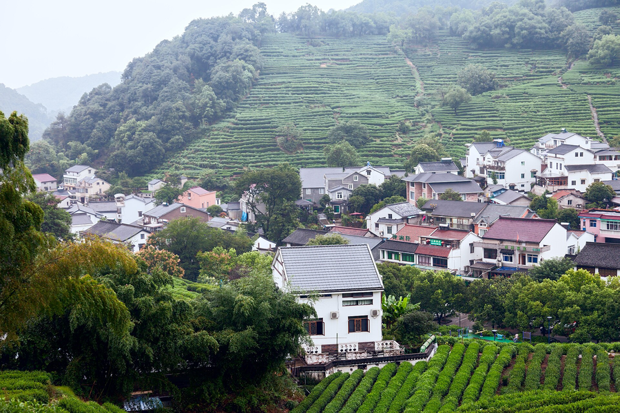 Longjing’s tea-growing landscape, Hangzhou