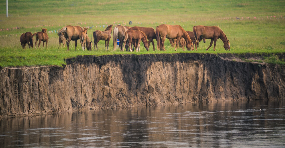 Horses beside a river · Hulunbuir grasslands