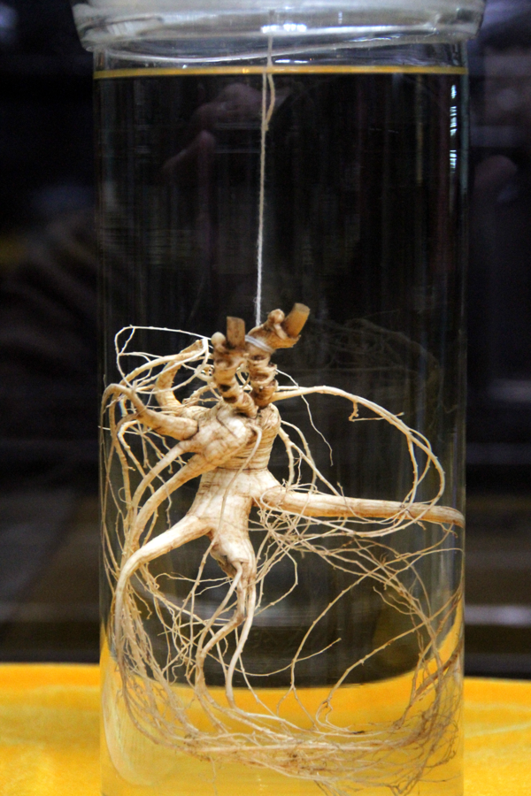Ginseng display at Hu Qing Yu Tang, Hangzhou
