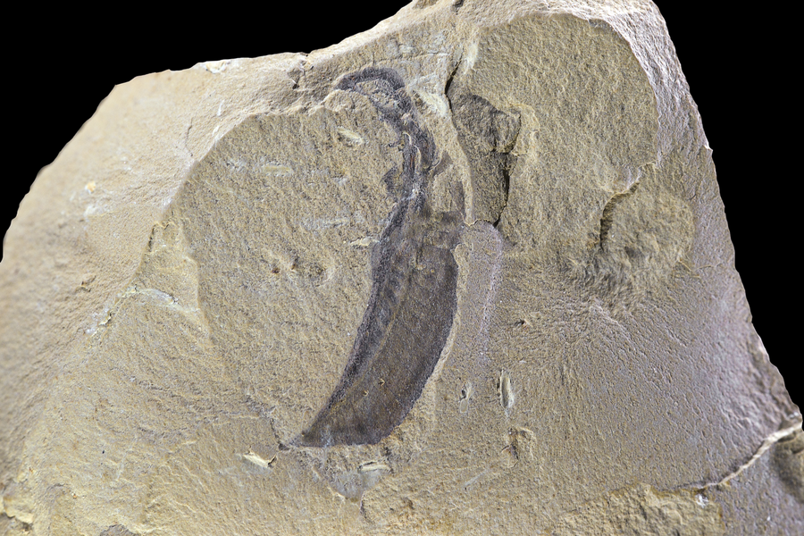 Chengjiang Fossil Site