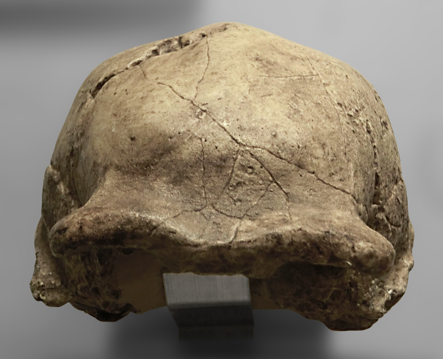 Cast of the Zhoukoudian III Peking Man skullcap, displayed at Gothenburg’s Natural History Museum